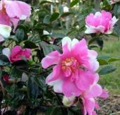 Dream Quilt™ Sasanqua Camellia, Camellia sasanqua 'Dream Quilt'